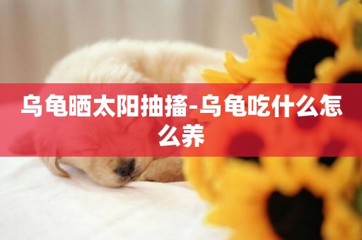 烏龜曬太陽抽搐-烏龜吃什么怎么養