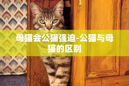 母貓會公貓強迫-公貓與母貓的區別