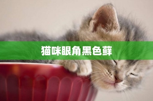 貓咪眼角黑色蘚