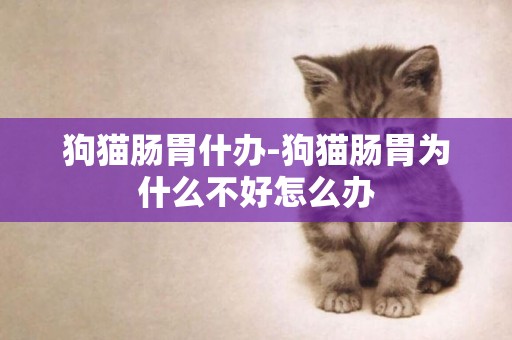 狗貓腸胃什辦-狗貓腸胃為什么不好怎么辦