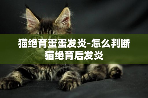 貓絕育蛋蛋發炎-怎么判斷貓絕育后發炎