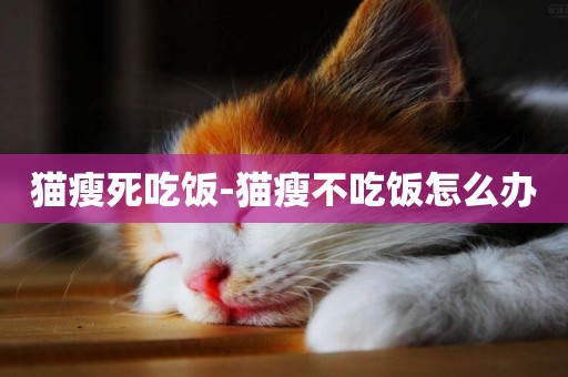 貓瘦死吃飯-貓瘦不吃飯怎么辦