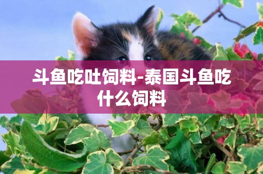 斗魚吃吐飼料-泰國斗魚吃什么飼料