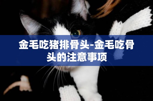 金毛吃豬排骨頭-金毛吃骨頭的注意事項
