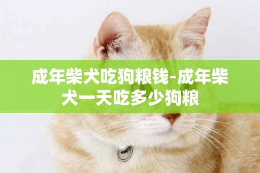 成年柴犬吃狗糧錢-成年柴犬一天吃多少狗糧