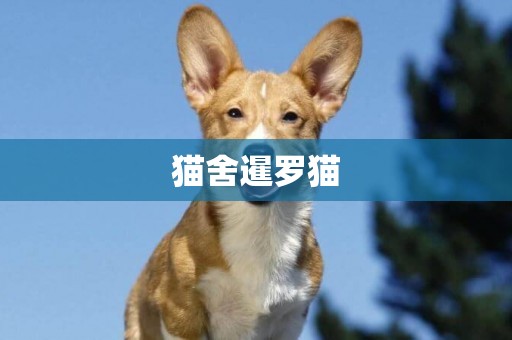 貓舍暹羅貓