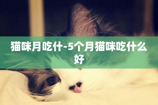 貓咪月吃什-5個月貓咪吃什么好