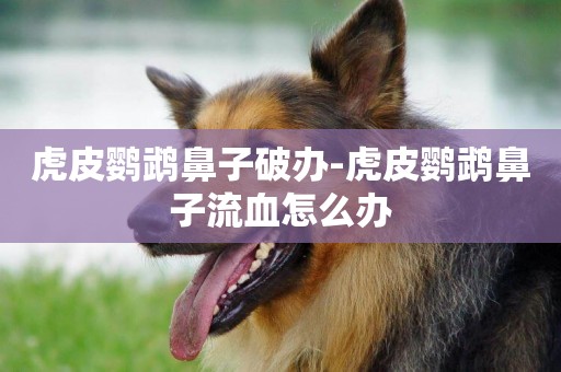 虎皮鸚鵡鼻子破辦-虎皮鸚鵡鼻子流血怎么辦