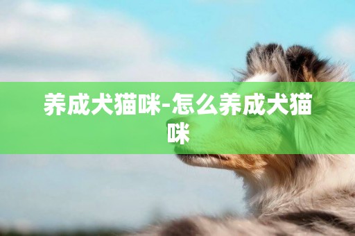 養成犬貓咪-怎么養成犬貓咪