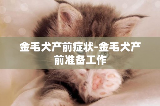 金毛犬產前癥狀-金毛犬產前準備工作
