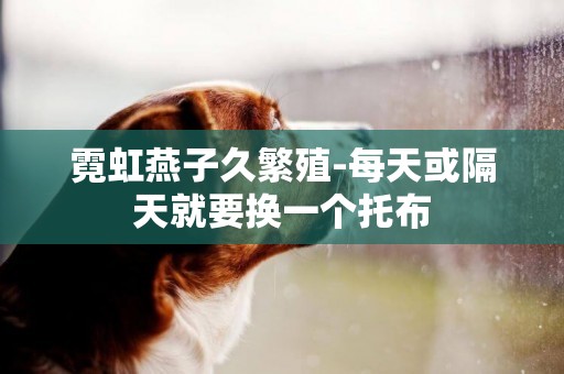 霓虹燕子久繁殖-每天或隔天就要換一個托布
