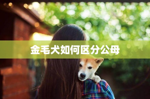 金毛犬如何區分公母