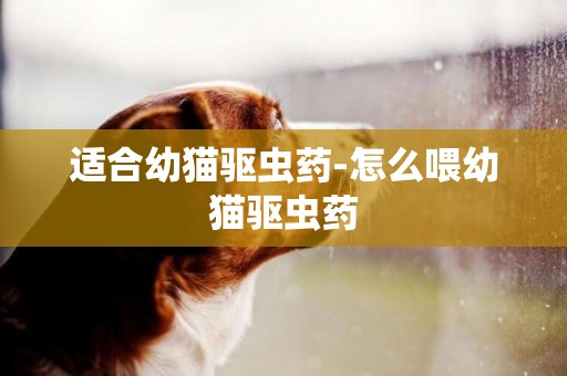 適合幼貓驅蟲藥-怎么喂幼貓驅蟲藥
