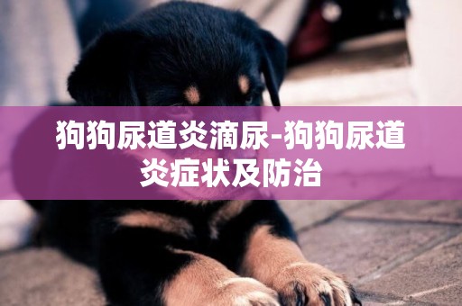 狗狗尿道炎滴尿-狗狗尿道炎癥狀及防治