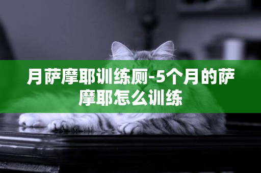 月薩摩耶訓練廁-5個月的薩摩耶怎么訓練