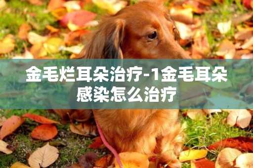 金毛爛耳朵治療-1金毛耳朵感染怎么治療