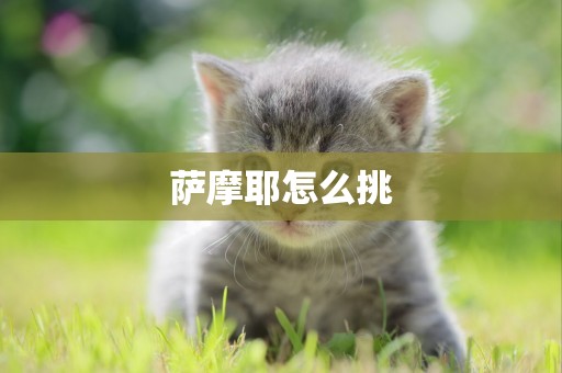 薩摩耶怎么挑