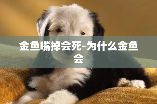 金魚嘴掉會死-為什么金魚會