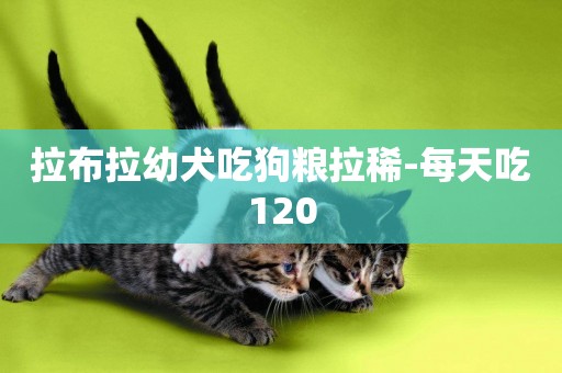 拉布拉幼犬吃狗糧拉稀-每天吃120