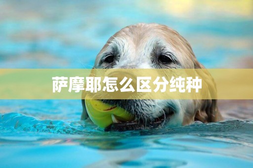 薩摩耶怎么區分純種