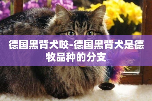 德國黑背犬咬-德國黑背犬是德牧品種的分支