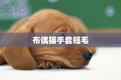布偶貓手套短毛