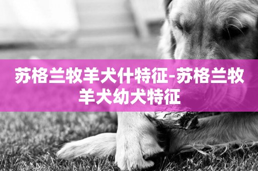 蘇格蘭牧羊犬什特征-蘇格蘭牧羊犬幼犬特征