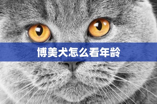 博美犬怎么看年齡