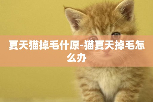 夏天貓掉毛什原-貓夏天掉毛怎么辦