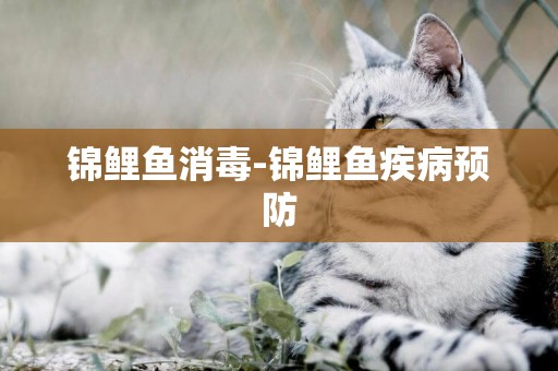 錦鯉魚消毒-錦鯉魚疾病預防