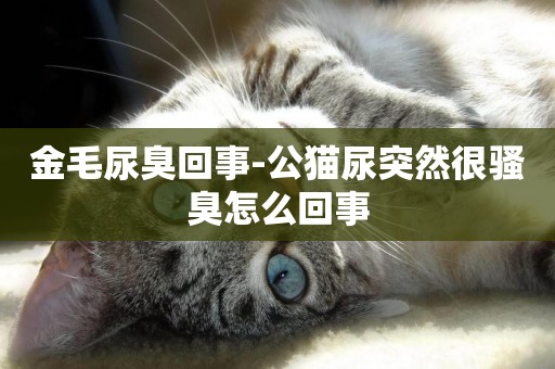 金毛尿臭回事-公貓尿突然很騷臭怎么回事
