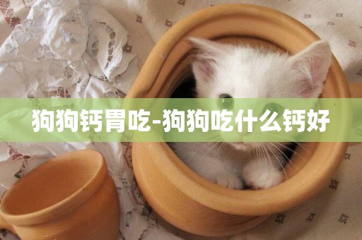 狗狗鈣胃吃-狗狗吃什么鈣好