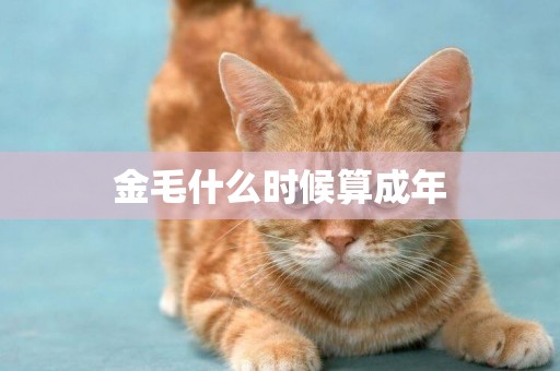 金毛什么時候算成年