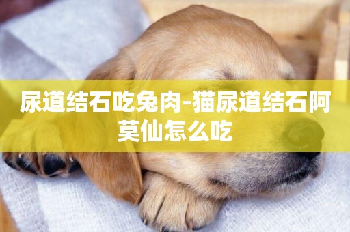 尿道結石吃兔肉-貓尿道結石阿莫仙怎么吃