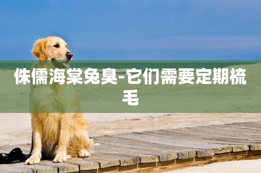 侏儒海棠兔臭-它們需要定期梳毛