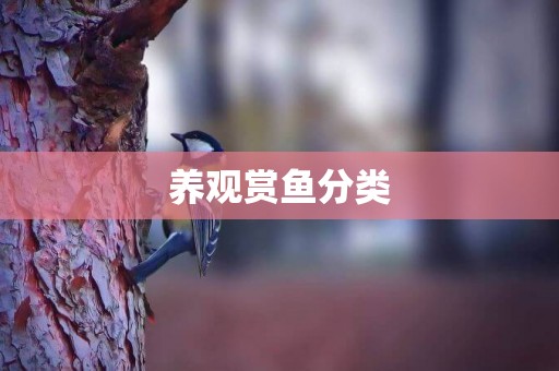 養觀賞魚分類