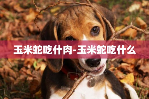 玉米蛇吃什肉-玉米蛇吃什么