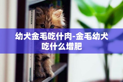 幼犬金毛吃什肉-金毛幼犬吃什么增肥