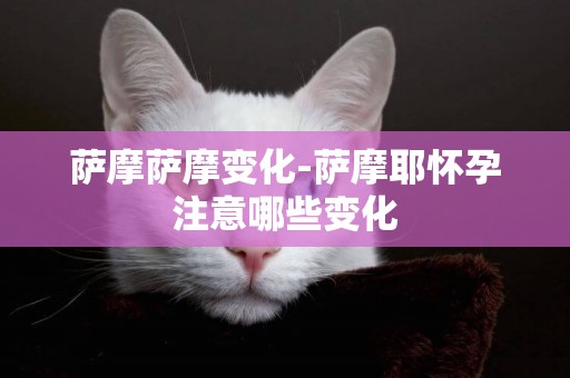 薩摩薩摩變化-薩摩耶懷孕注意哪些變化