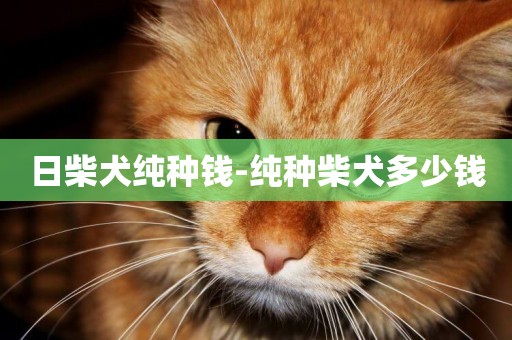 日柴犬純種錢-純種柴犬多少錢