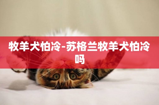 牧羊犬怕冷-蘇格蘭牧羊犬怕冷嗎