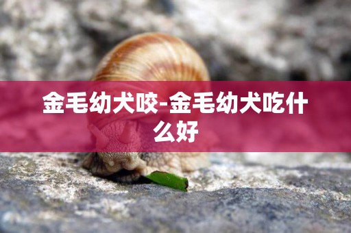 金毛幼犬咬-金毛幼犬吃什么好