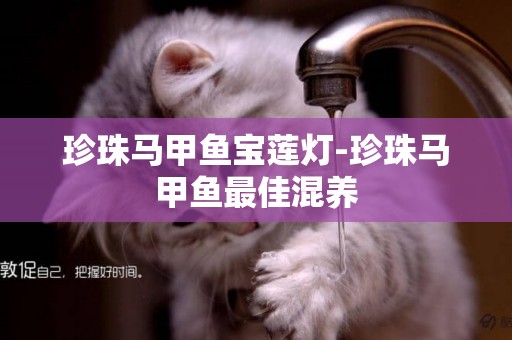 珍珠馬甲魚寶蓮燈-珍珠馬甲魚最佳混養