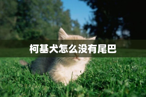 柯基犬怎么沒有尾巴