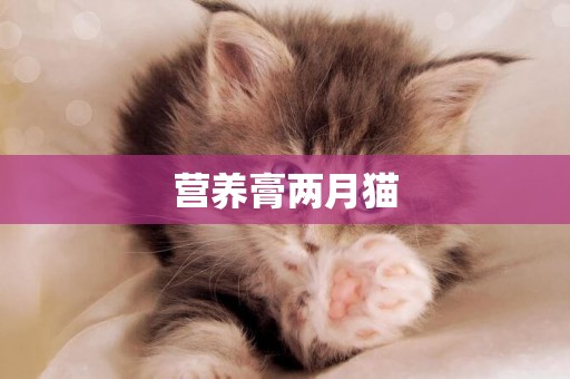 營養膏兩月貓