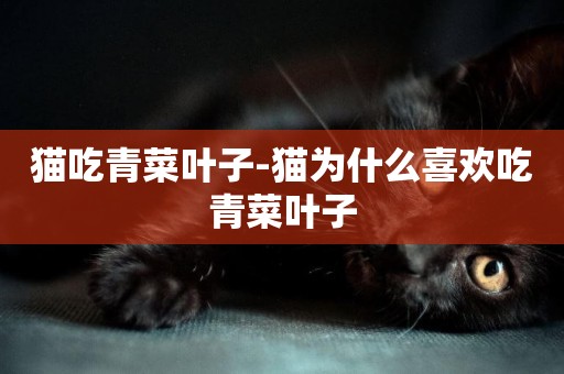 貓吃青菜葉子-貓為什么喜歡吃青菜葉子