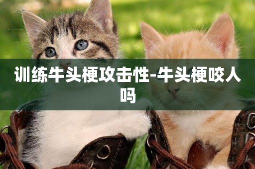 訓練牛頭梗攻擊性-牛頭梗咬人嗎