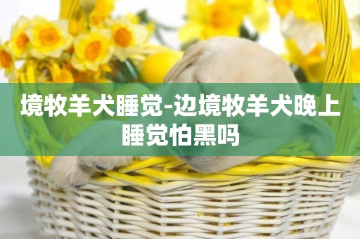 境牧羊犬睡覺-邊境牧羊犬晚上睡覺怕黑嗎