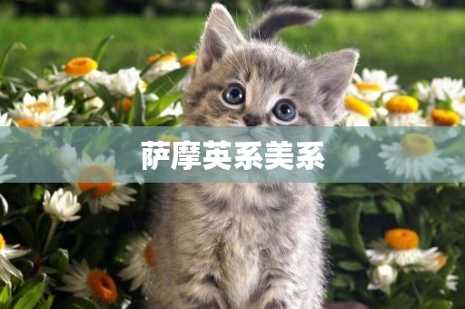薩摩英系美系