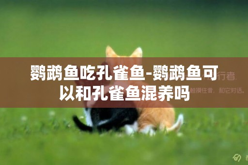 鸚鵡魚吃孔雀魚-鸚鵡魚可以和孔雀魚混養嗎
